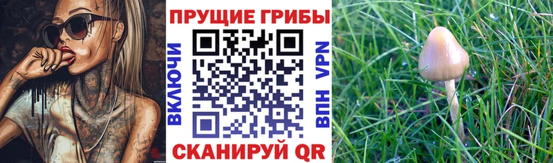 Галлюциногенные грибы Psilocybine cubensis Тюкалинск